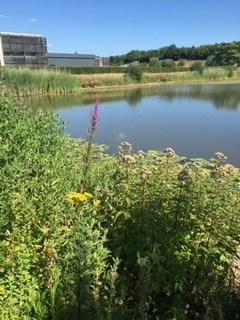 湖 with flowers around 